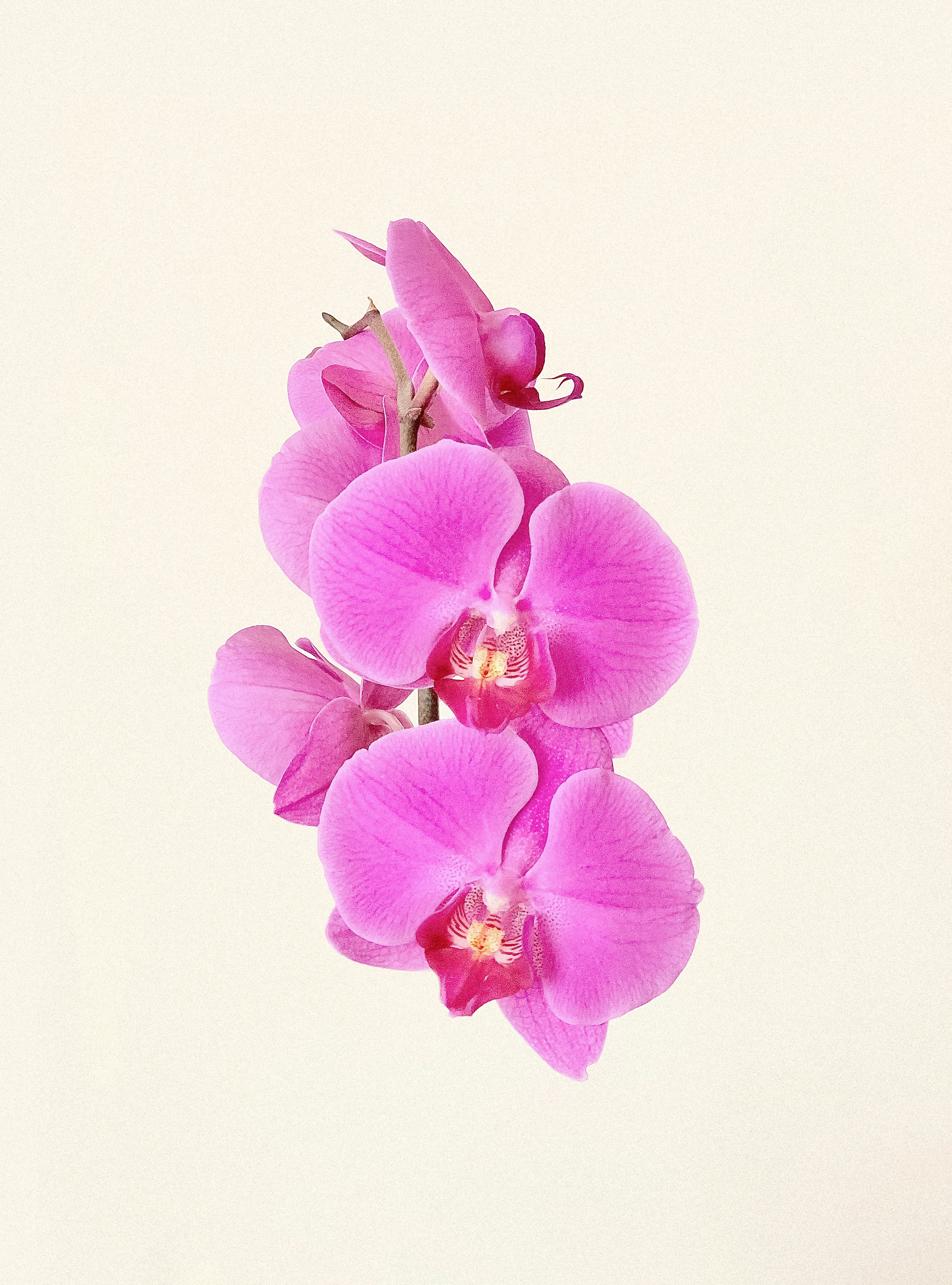 pink flower