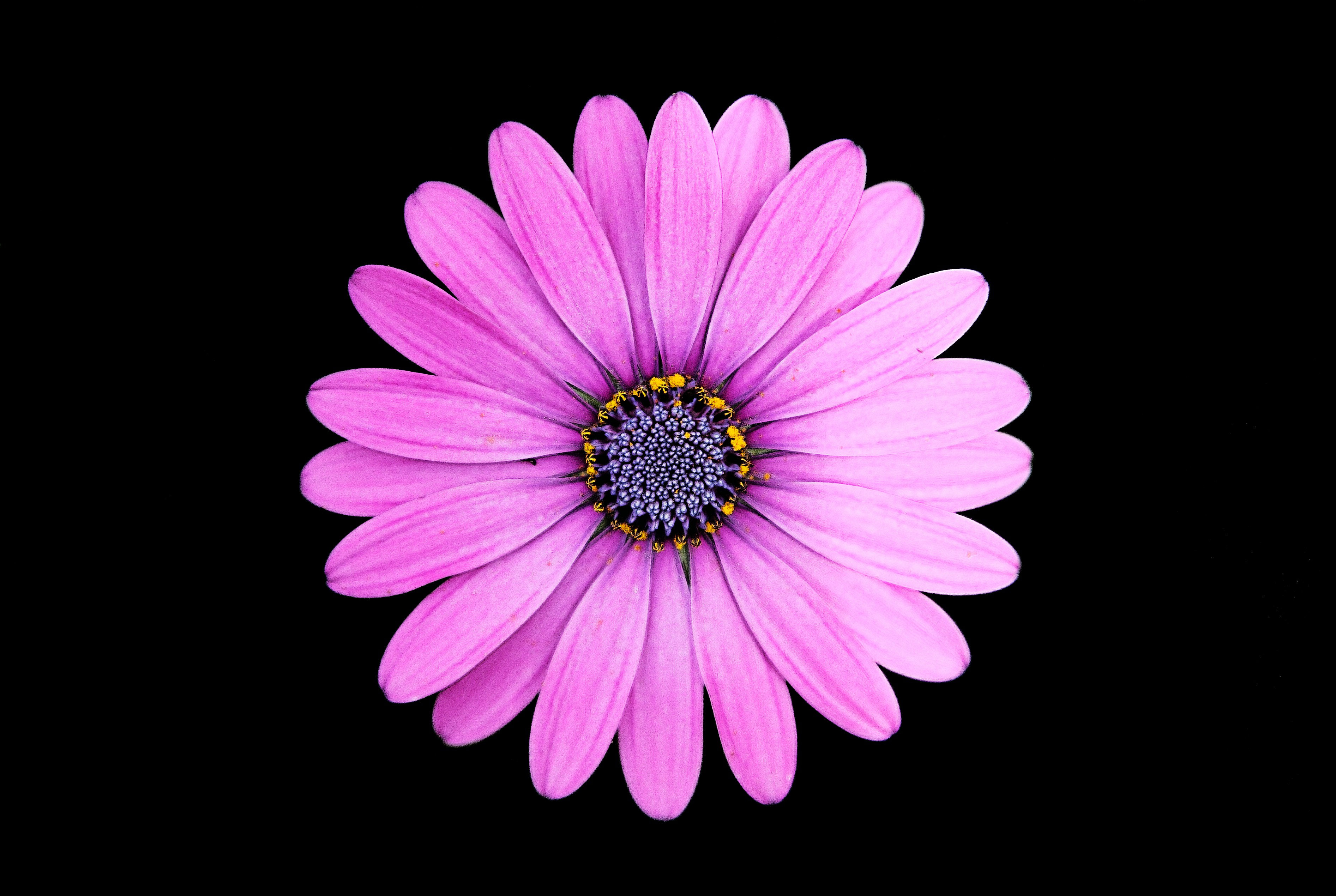 pink marguerite image